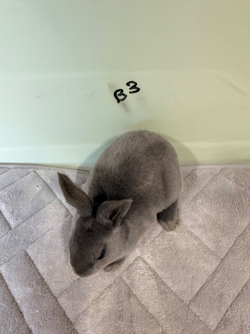 Blue Rex bunnies