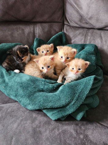 Kittens for sale