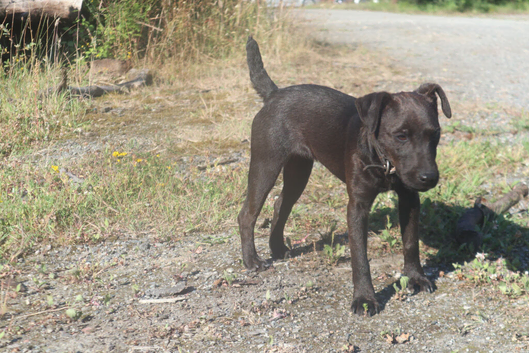 Patterdale bitch 6months old