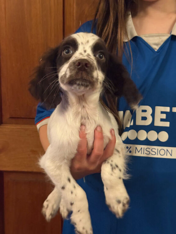 Last boy Reduced beautiful Cocker Spaniels