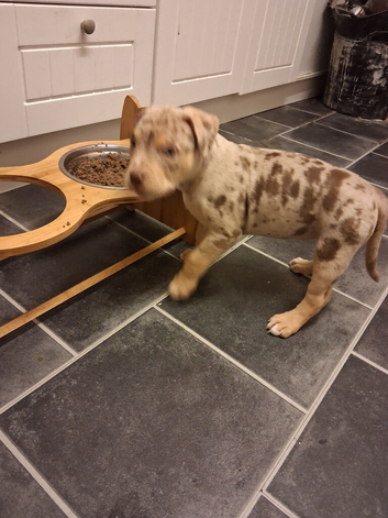 Chocolate merle american bully