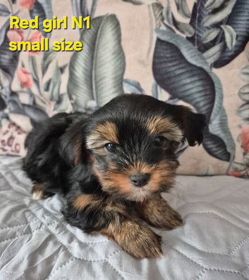 Yorkshire/Biewier terrier puppies