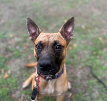 Zafina