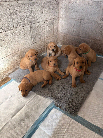 Golden Labrador for sale