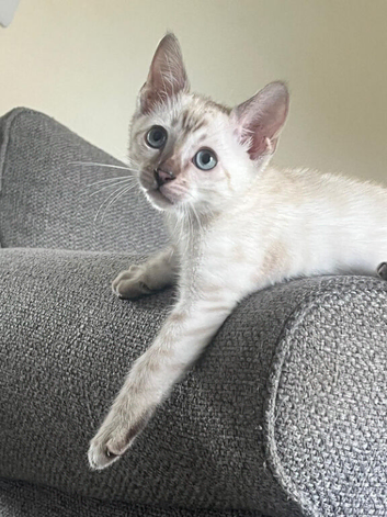 Snow Lynx kitten. Male born 01.04.26