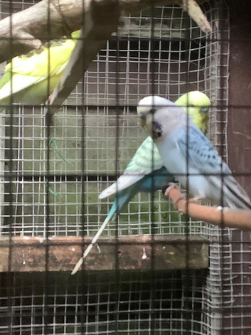 Budgies for sale