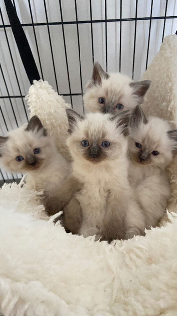 Pure ragdoll kittens