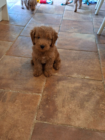 Stunning red F1 Cockapoo puppies