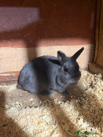 Pure breed Netherlands dwarf female