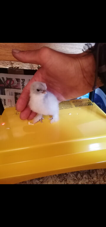 Bantams & Chickens - Various breeds - Various ages
