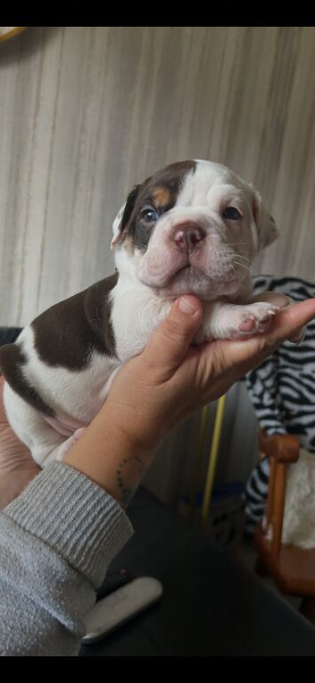 ️Beautiful olde English bulldogs️