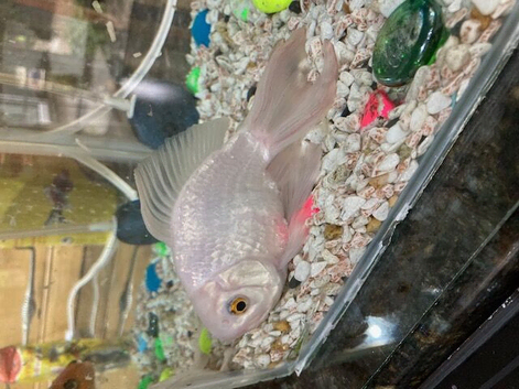 Two fancy goldfish free to a good home, they have outgrown their tank.