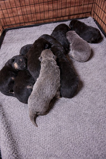 German shepherd puppies for sale