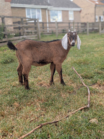BGS Registered Anglo Nubian Male Kid For Sale