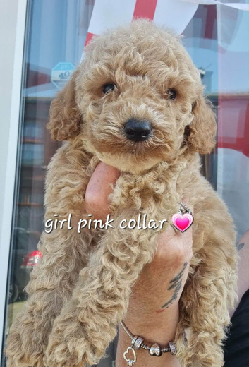 Beautiful cavapoochon puppies