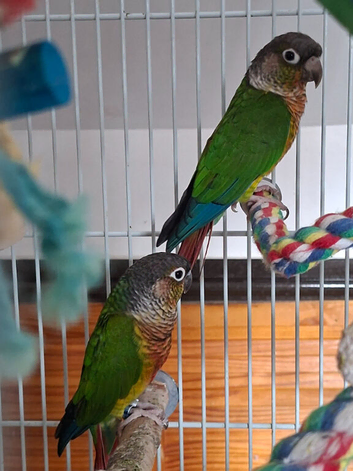 Proven Breeding Pair of Green Cheek Conures (Cage Available)