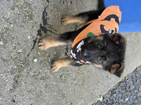 2 Female German shepherd pups 9 weeks old.