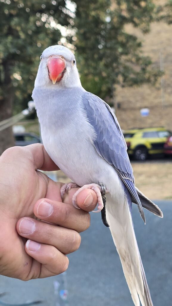 FreeFlying Indian Ringneck.4months old