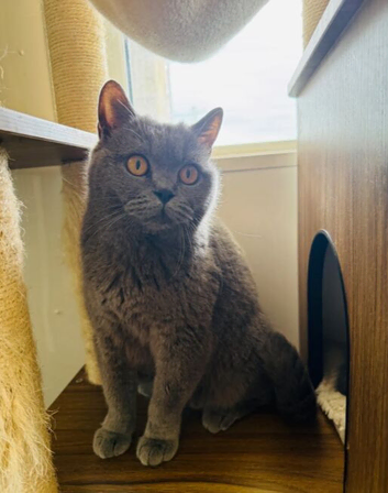 GCCF registered beautiful BSH kittens