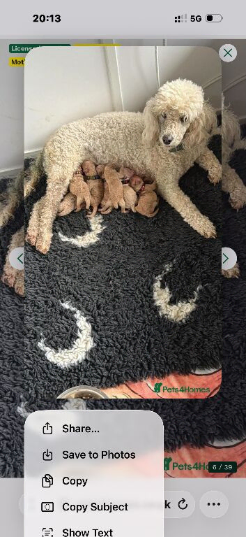KC reg Miniature Poodle Boys ready to leave