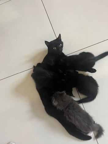Kittens ready to go now