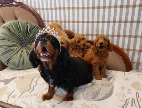 Adorable Red Cavapoo Puppies for Loving Homes