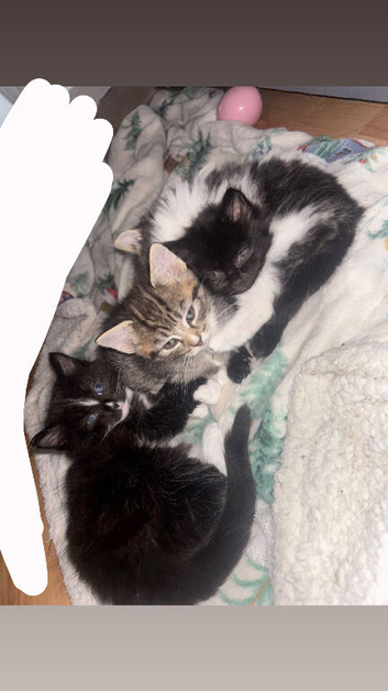 4 Kittens looking for forever home