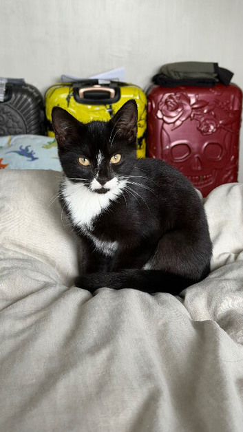 Last male kitten left looking for his forever home