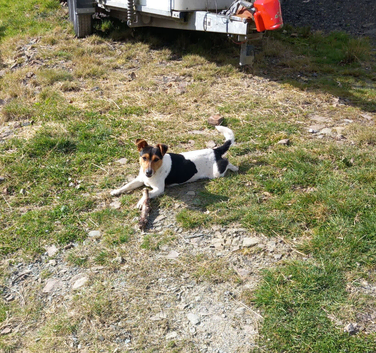 Jack Russell