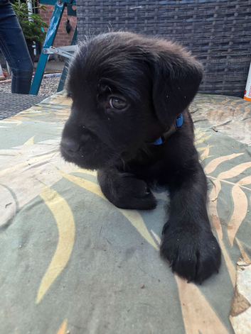 Patterdale mix