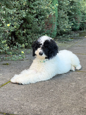 Toy Poodle &times; Spoodle
