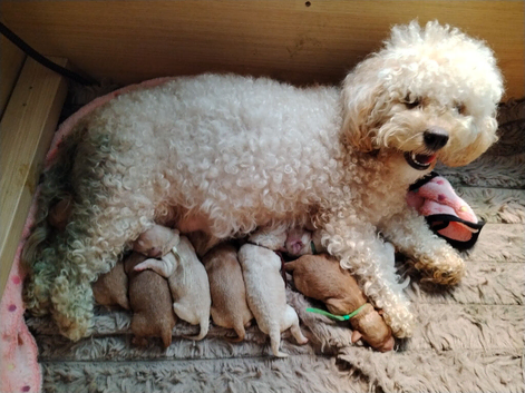 Ready for their new homes!  Gorgeous Maltipoo x Cockapoo Puppies