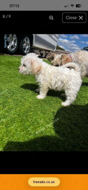 Cockatoo mixed breed puppy