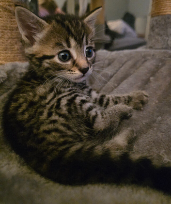Gorgeous male tabby kitten