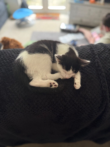 Kitten