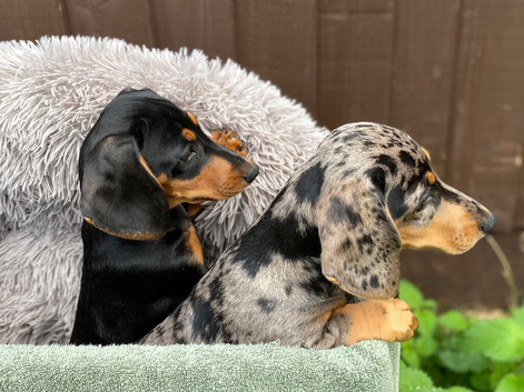 Miniature dachshund puppies