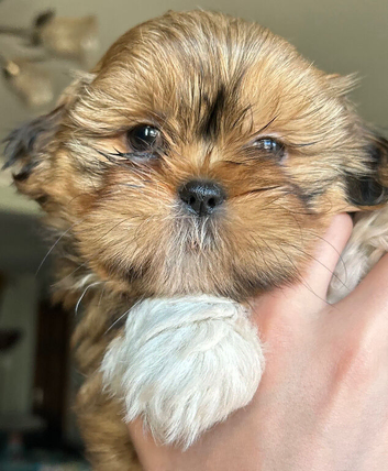 Beautiful Shih Tzu puppies