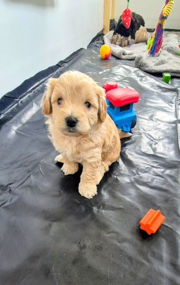 Beautiful Cavapooshon puppies.