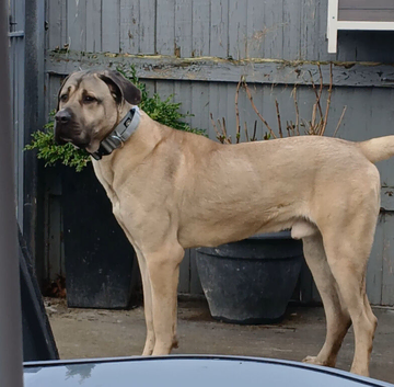 Tiny 11 month male