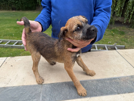 Border terrier dog
