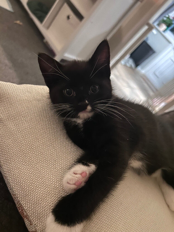 9 week old Male kitten