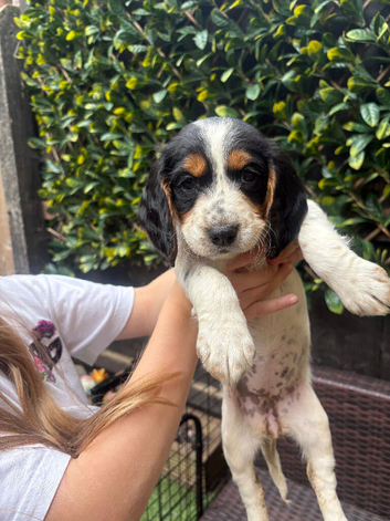 English springer spaniel pups