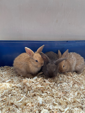 Dwarf lop bunnies