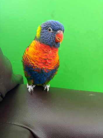 Rainbow lorikeet