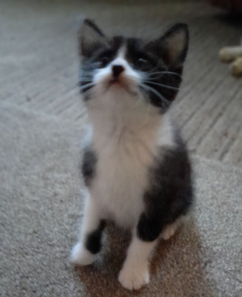 Boy tuxedo . Black n white