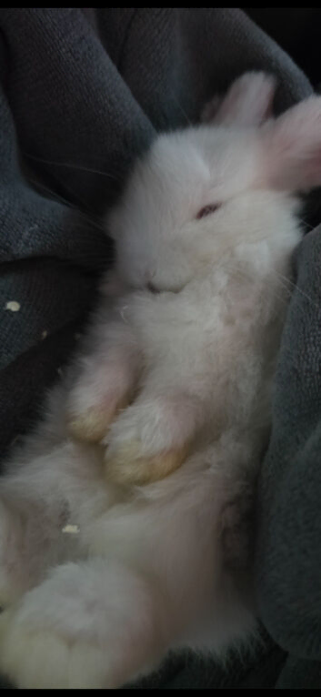 2 bonded male mini lops and cages