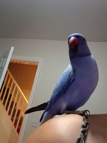 Hand reared blue ring neck