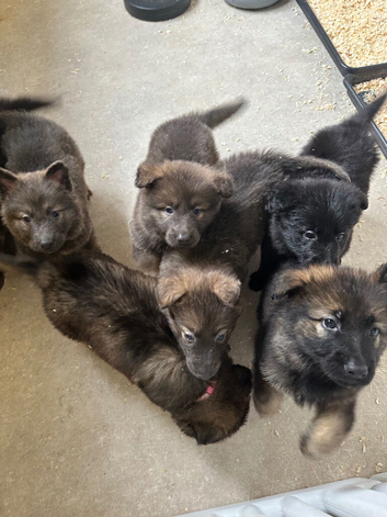 German shepherd puppies