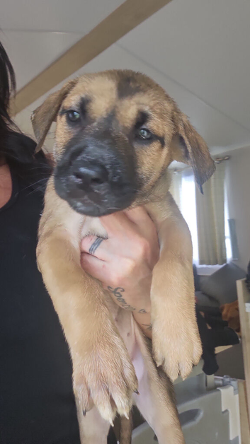 Beautiful puppies for sale