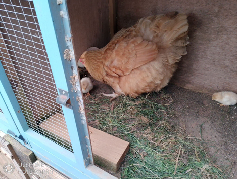 Broody Buff Orpington